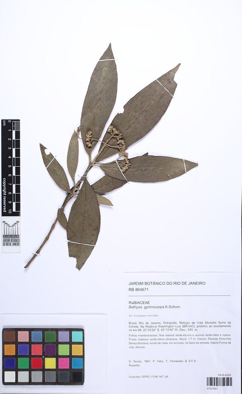 Bathysa gymnocarpa photo 5