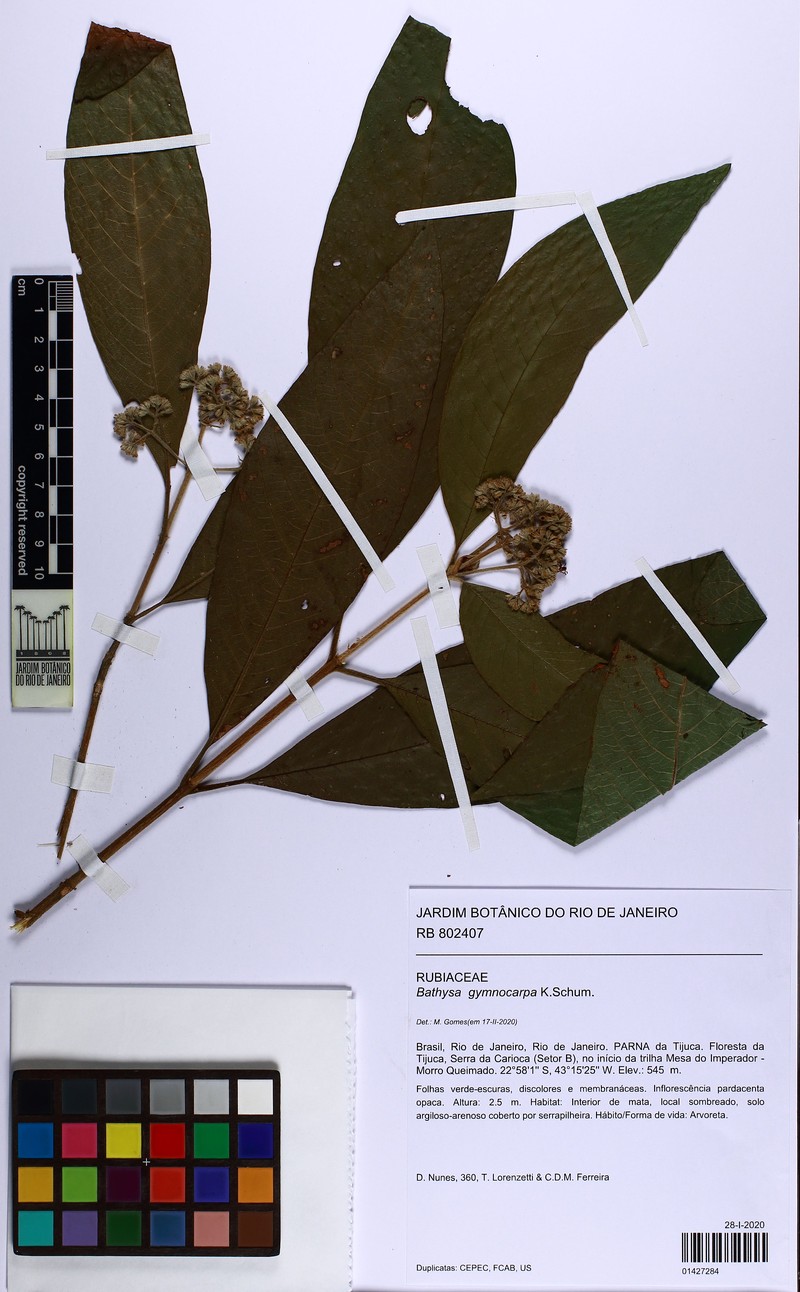 Bathysa gymnocarpa photo 6