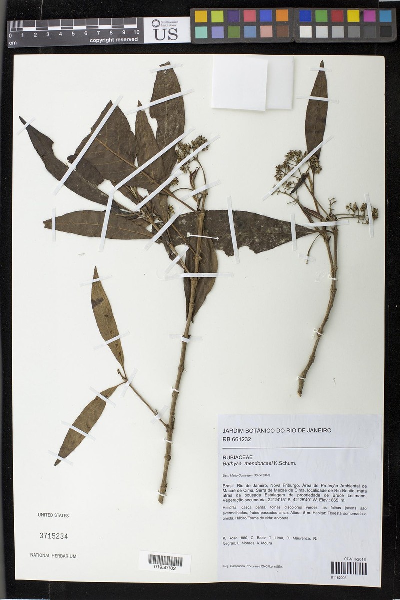 Bathysa mendoncae