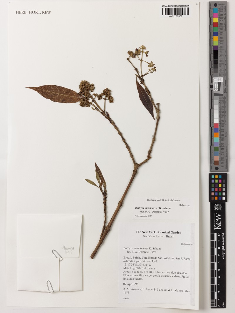 Bathysa mendoncae photo 3