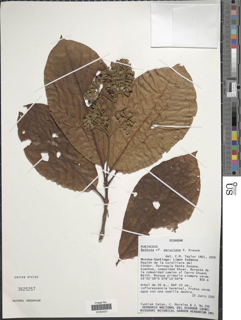 Bathysa perijaensis