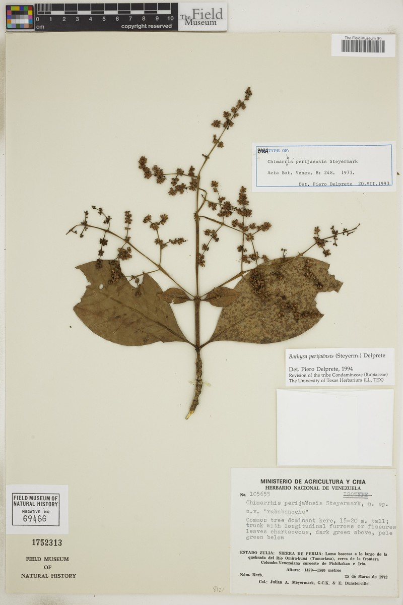 Bathysa perijaensis photo 2