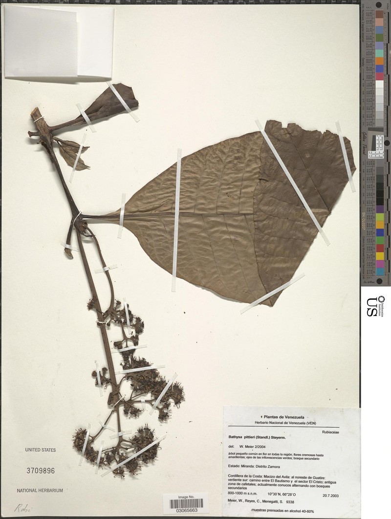 Bathysa pittieri
