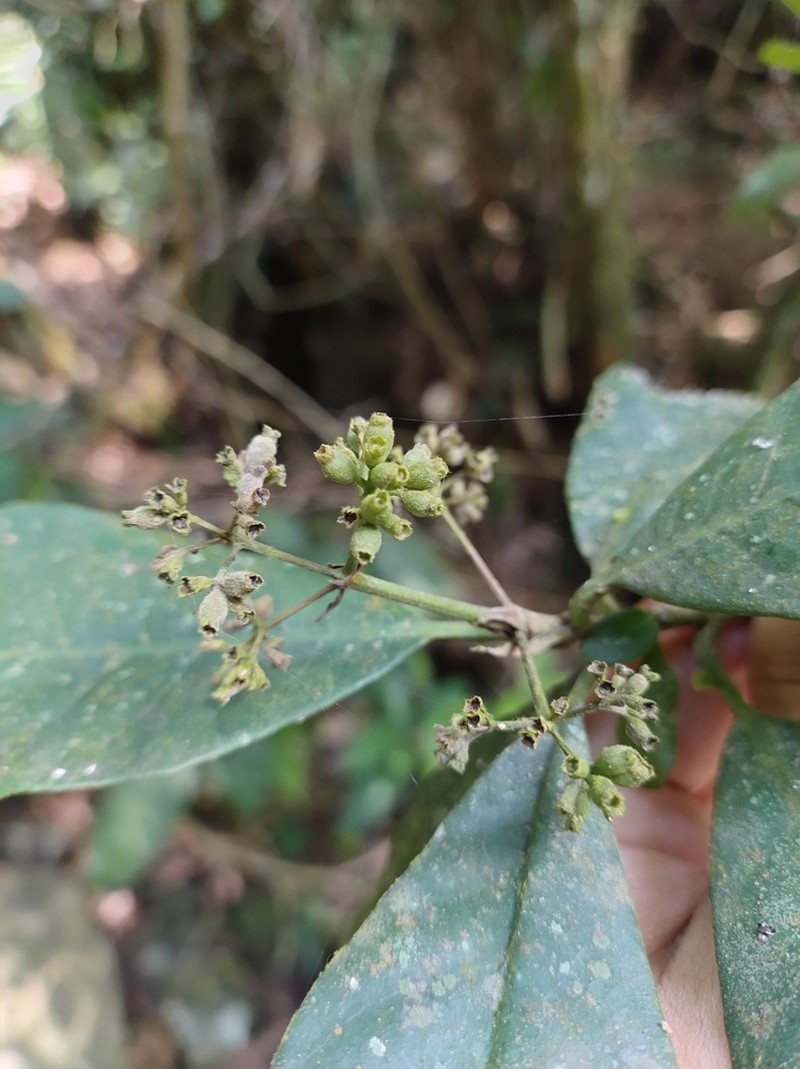 Bathysa stipulata