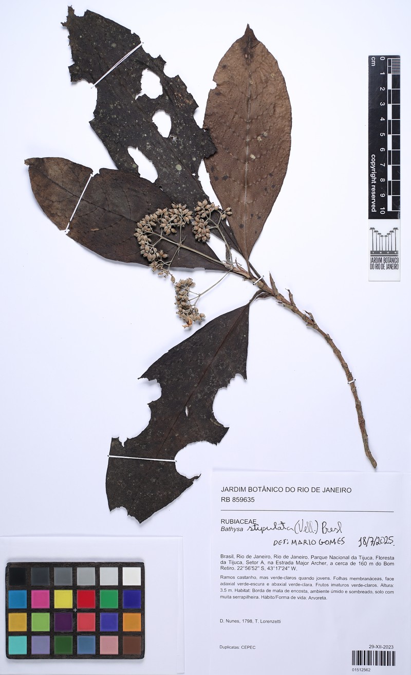 Bathysa stipulata photo 2