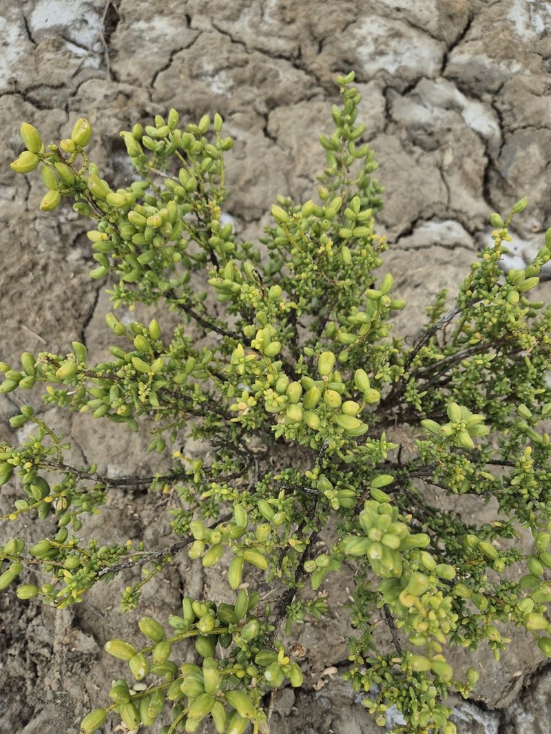 Batis argillicola