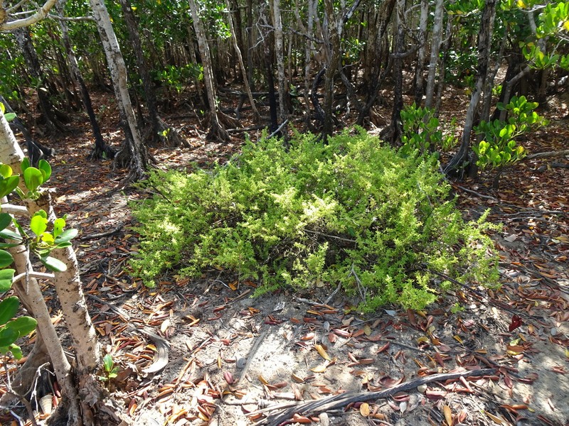 Batis argillicola photo 3