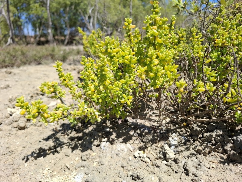 Batis argillicola photo 4