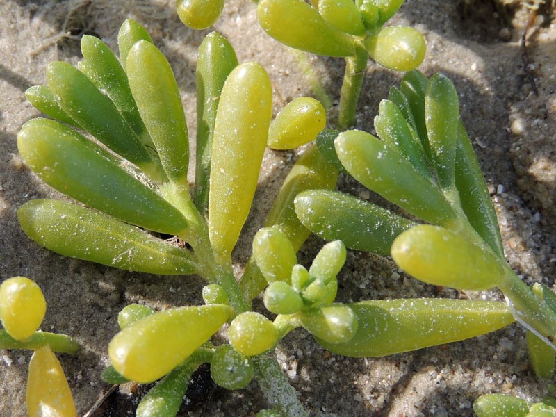 Turtleweed photo 2