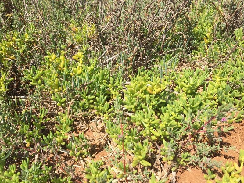 Turtleweed photo 3
