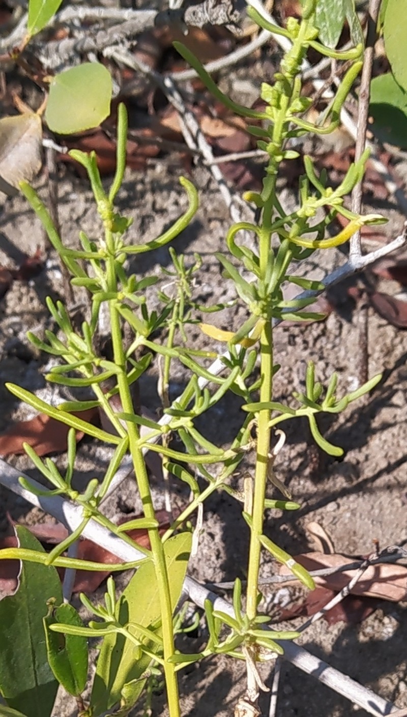 Turtleweed photo 4