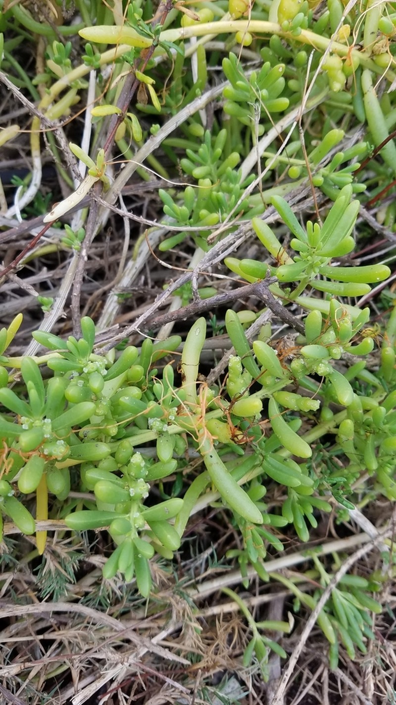 Turtleweed photo 5