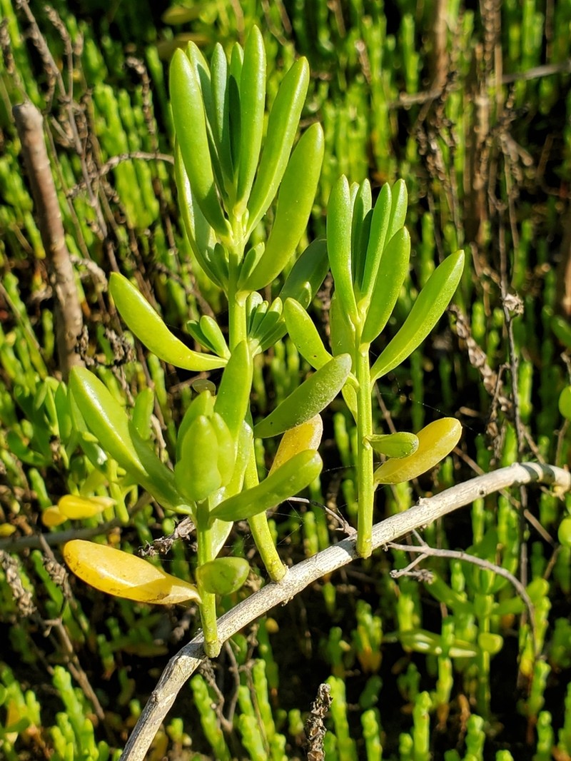 Turtleweed photo 6