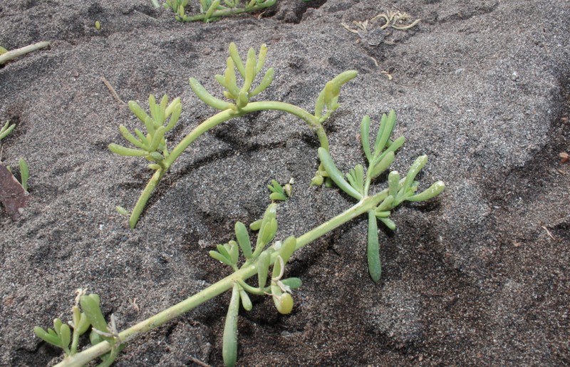 Turtleweed photo 7