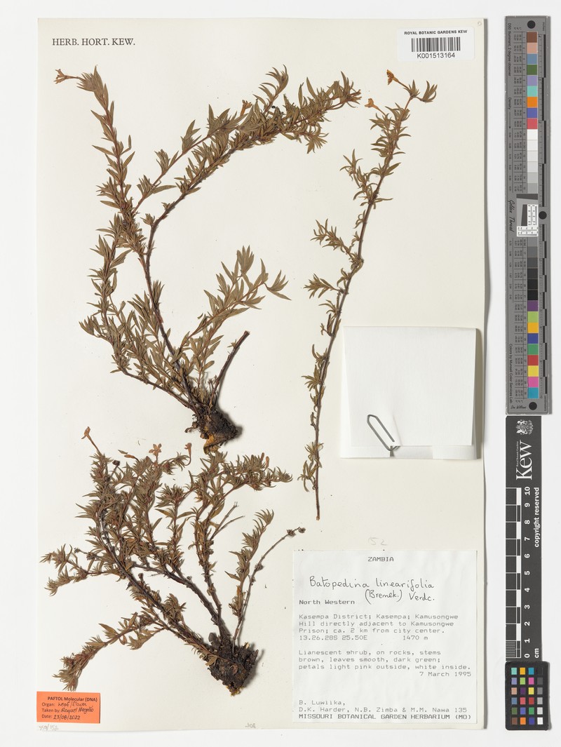 Batopedina linearifolia