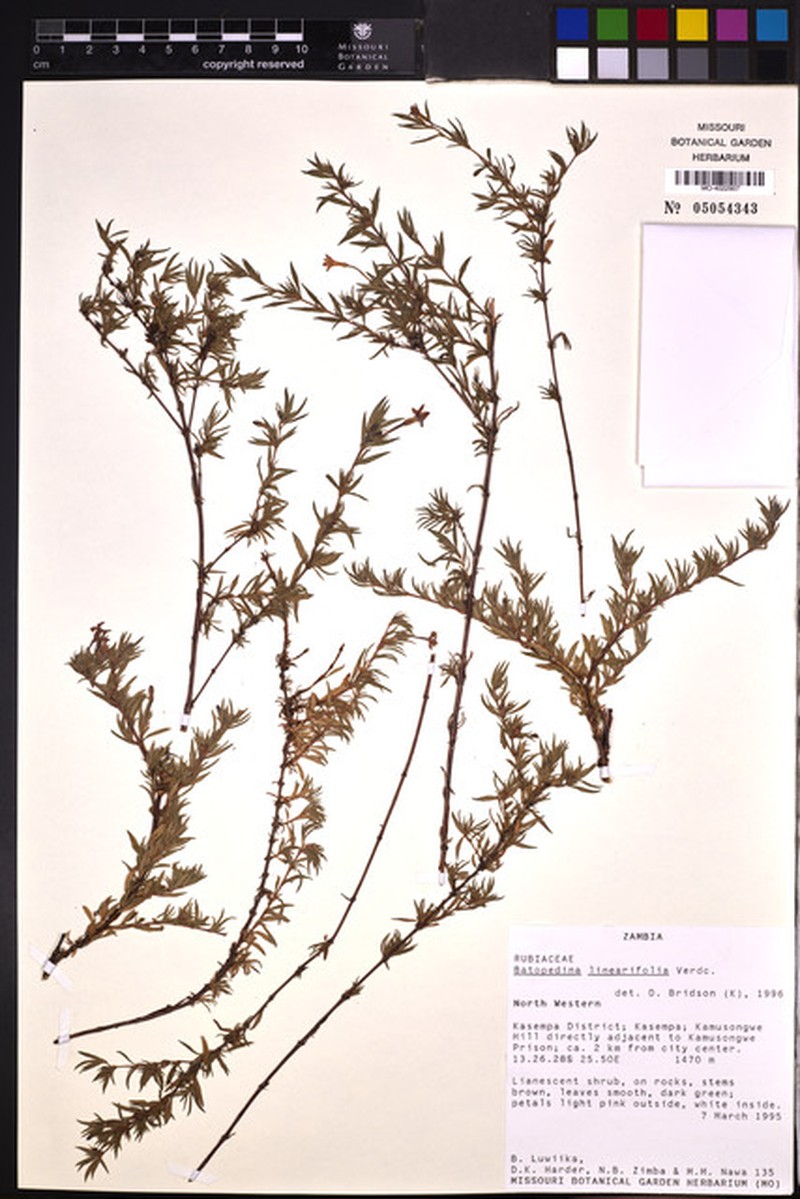Batopedina linearifolia photo 2