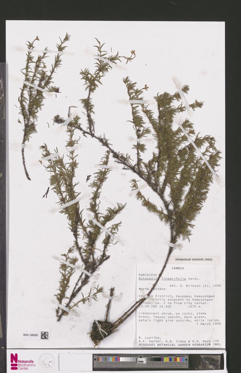 Batopedina linearifolia photo 3