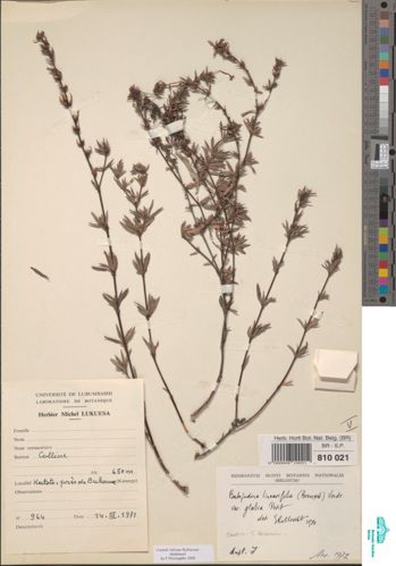 Batopedina linearifolia var. glabra