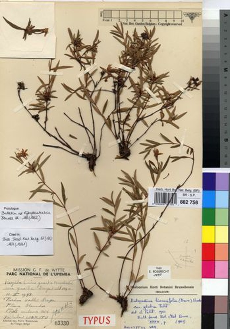 Batopedina linearifolia var. glabra photo 2