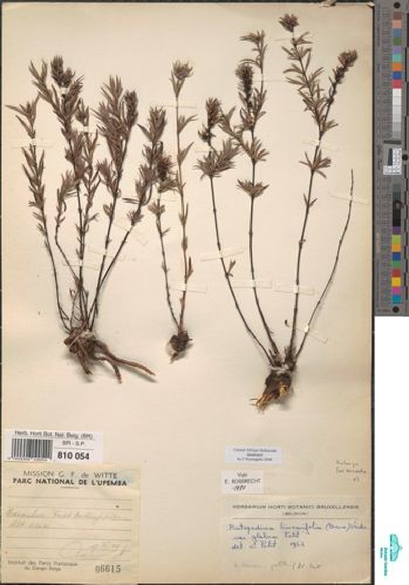 Batopedina linearifolia var. glabra photo 3