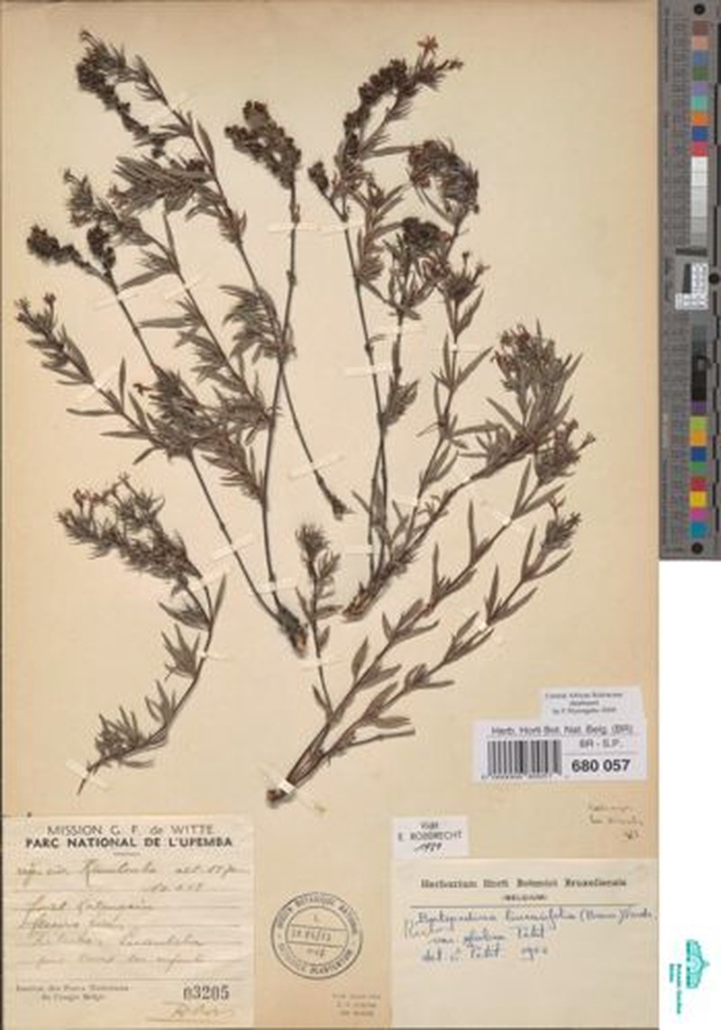 Batopedina linearifolia var. glabra photo 4