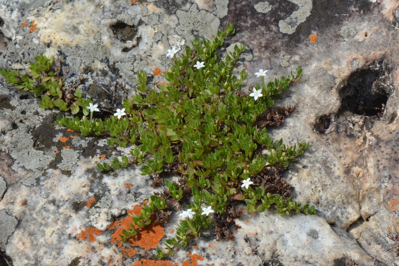 Batopedina pulvinellata