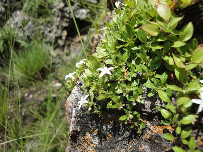 Batopedina pulvinellata photo 2