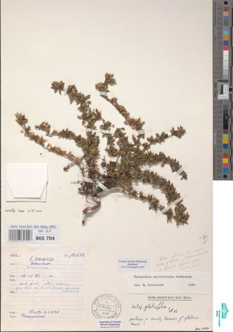 Batopedina pulvinellata subsp. glabrifolia