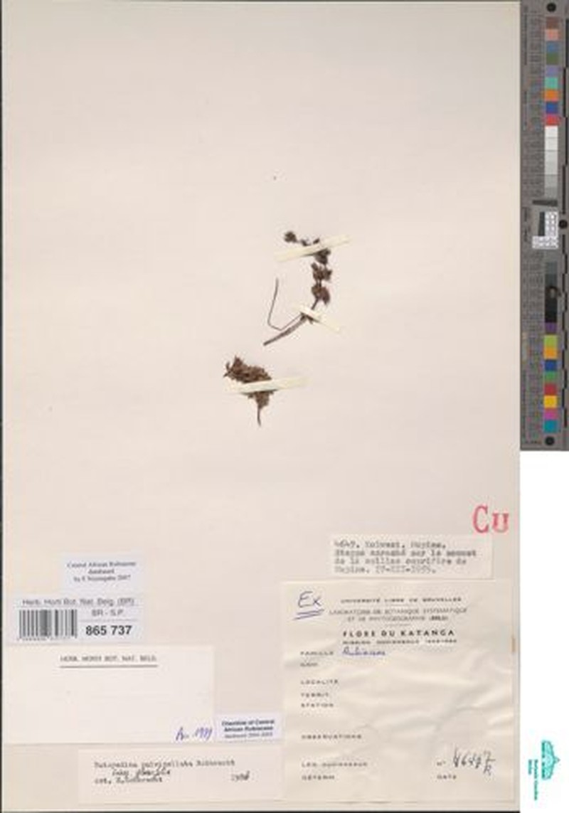 Batopedina pulvinellata subsp. glabrifolia photo 2