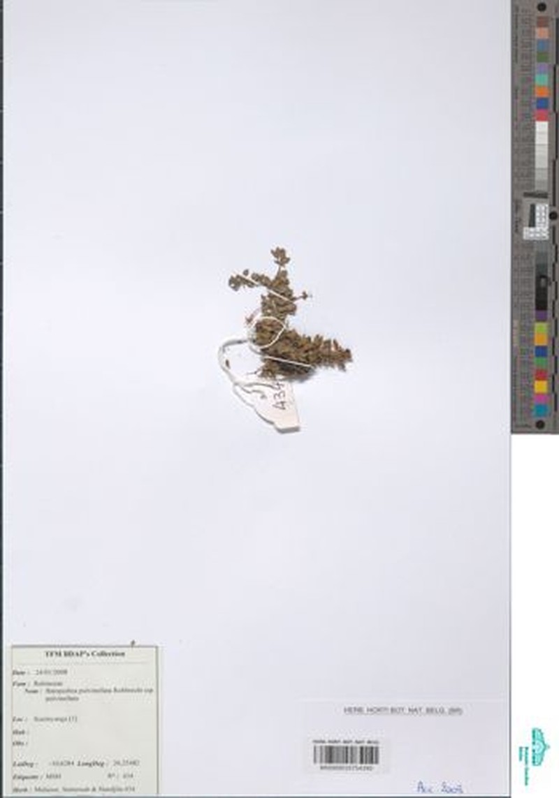 Batopedina pulvinellata subsp. pulvinellata