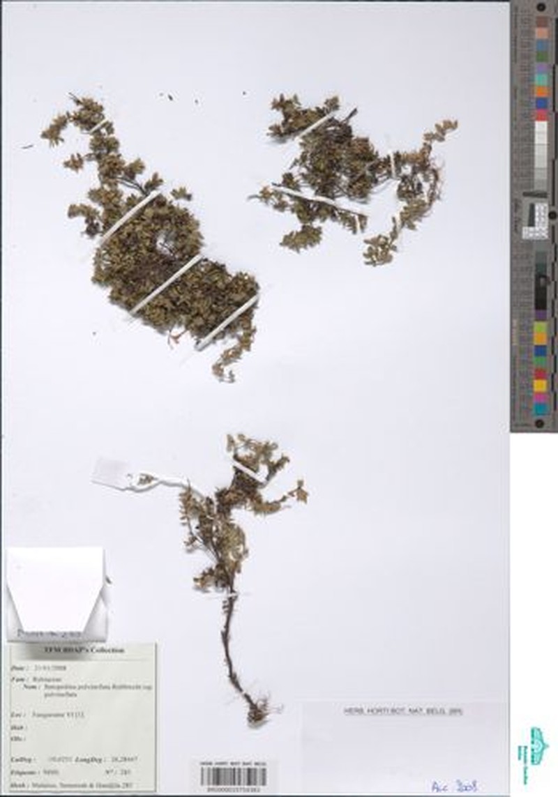 Batopedina pulvinellata subsp. pulvinellata photo 2
