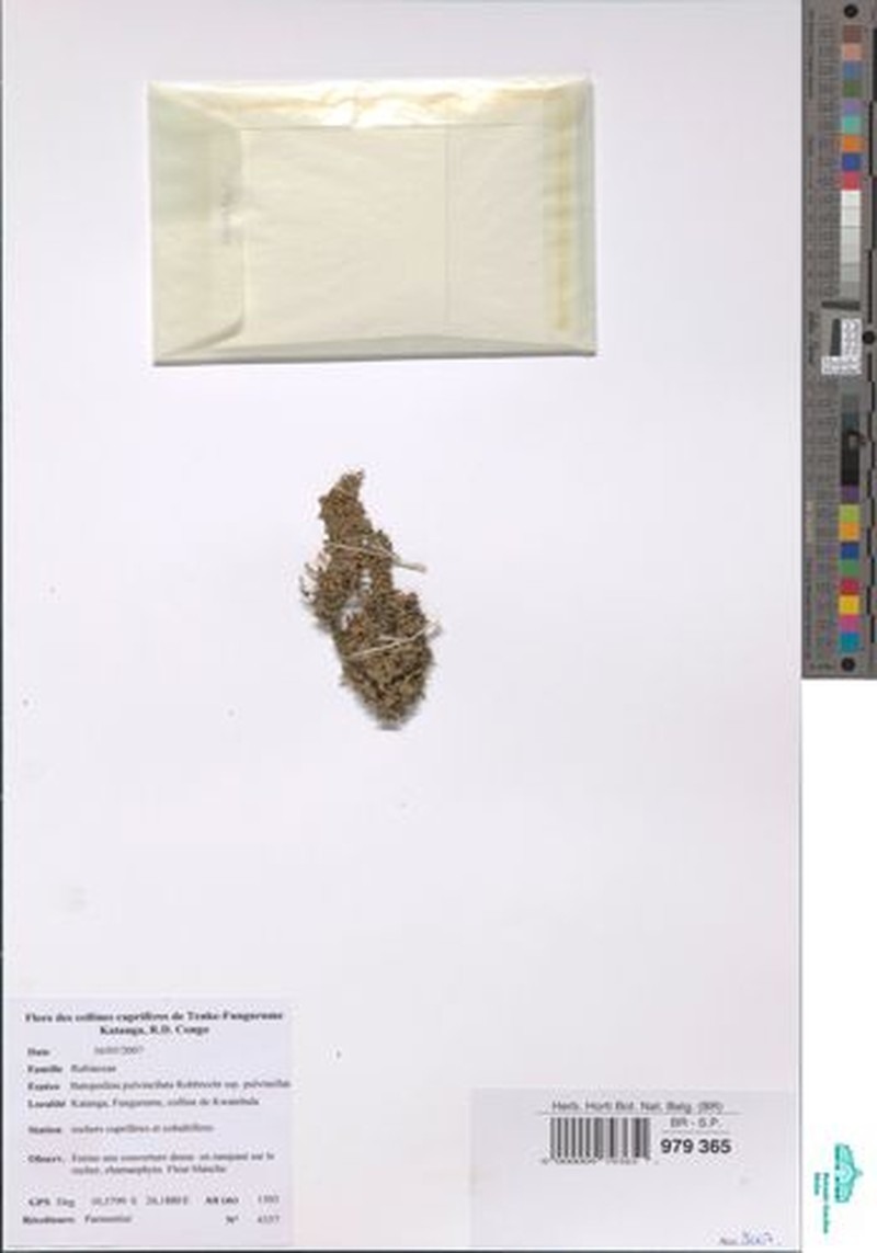 Batopedina pulvinellata subsp. pulvinellata photo 3