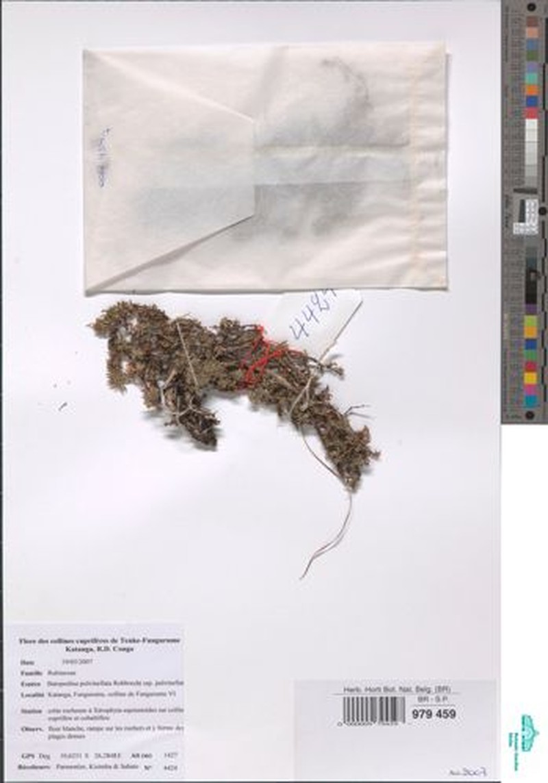 Batopedina pulvinellata subsp. pulvinellata photo 4
