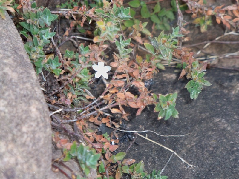 Batopedina tenuis photo 2