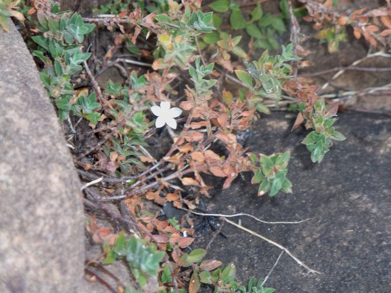 Batopedina tenuis photo 6
