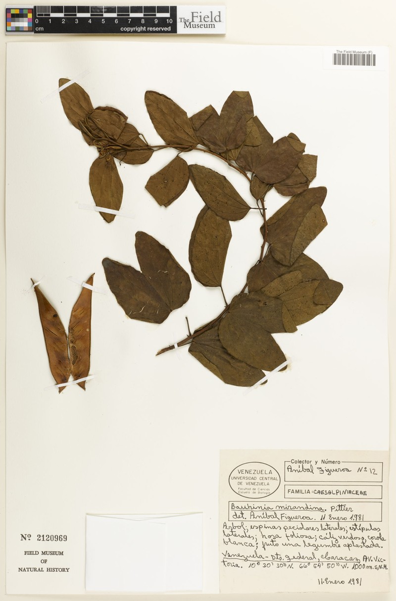 Bauhinia aculeata subsp. aculeata