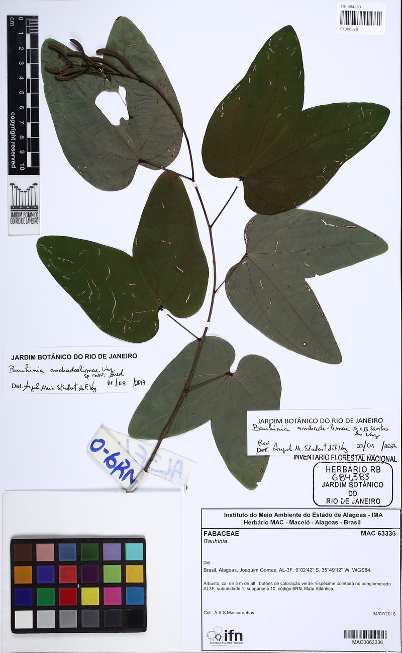 Bauhinia andrade-limae