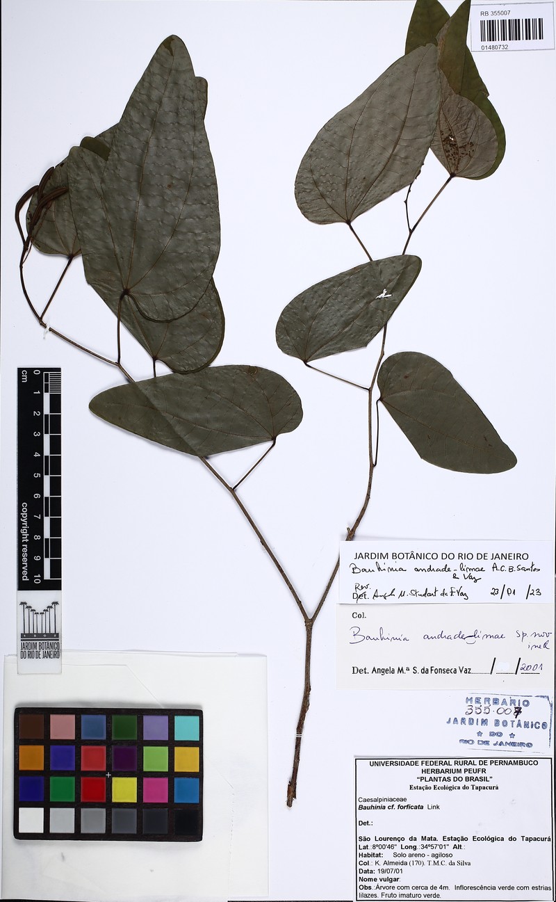 Bauhinia andrade-limae photo 2
