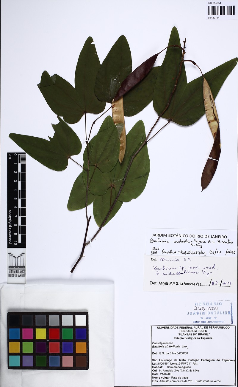 Bauhinia andrade-limae photo 3