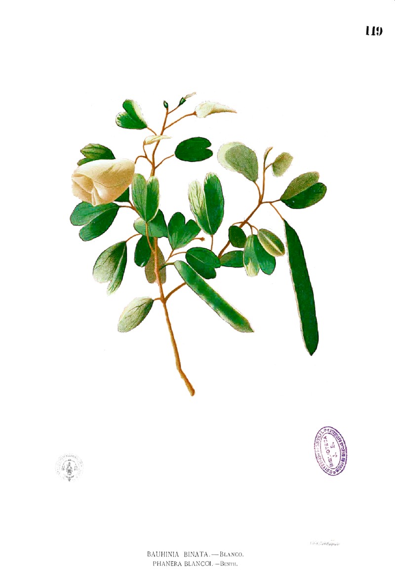 Bauhinia photo 3