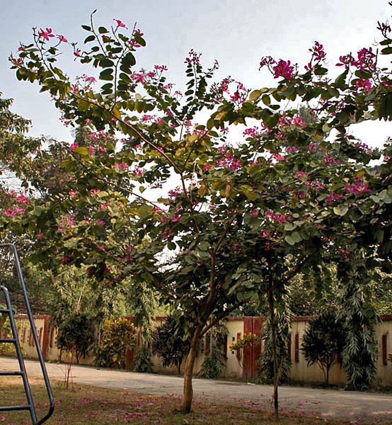 Bauhinia photo 2