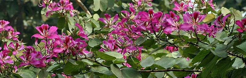 Bauhinia photo 3