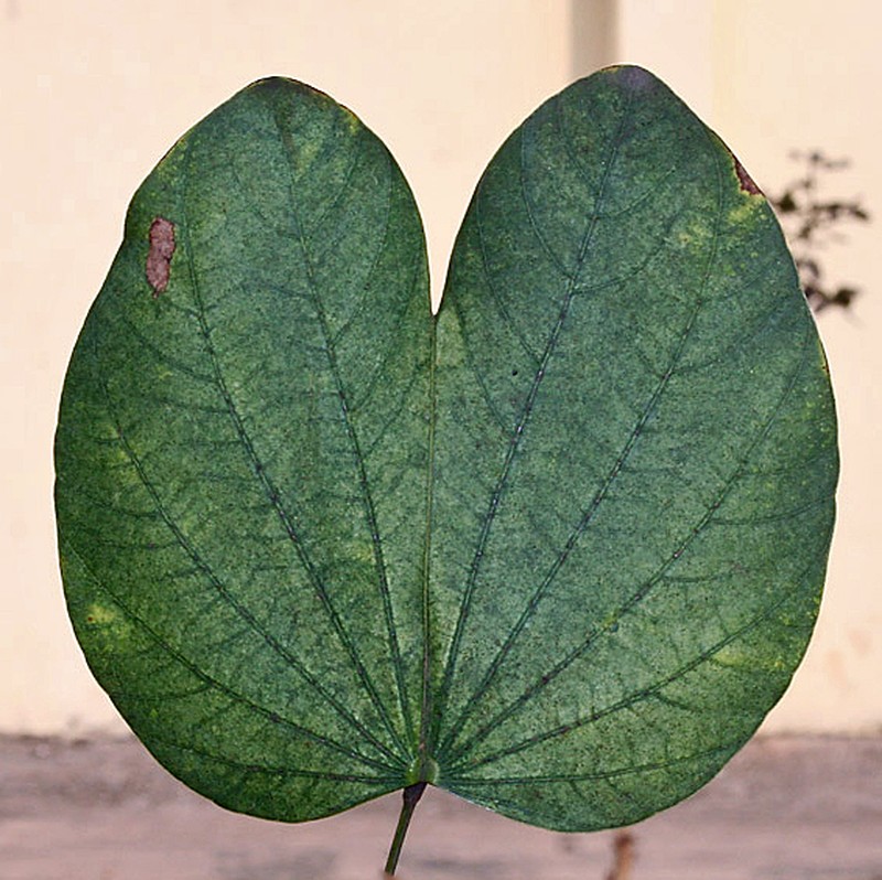 Bauhinia photo 4