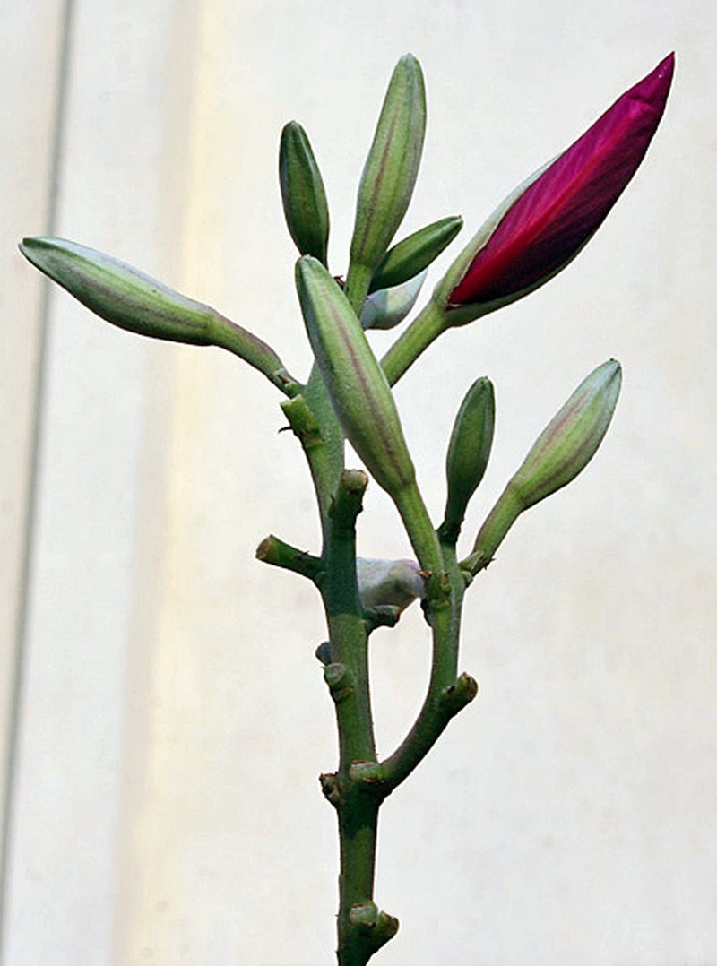 Bauhinia photo 5