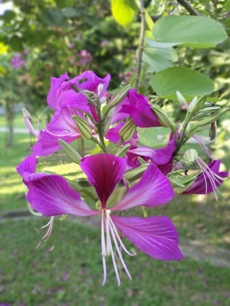 Bauhinia photo 7