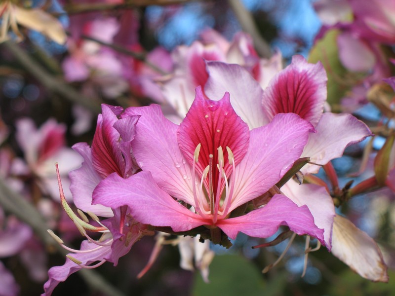 Bauhinia photo 8