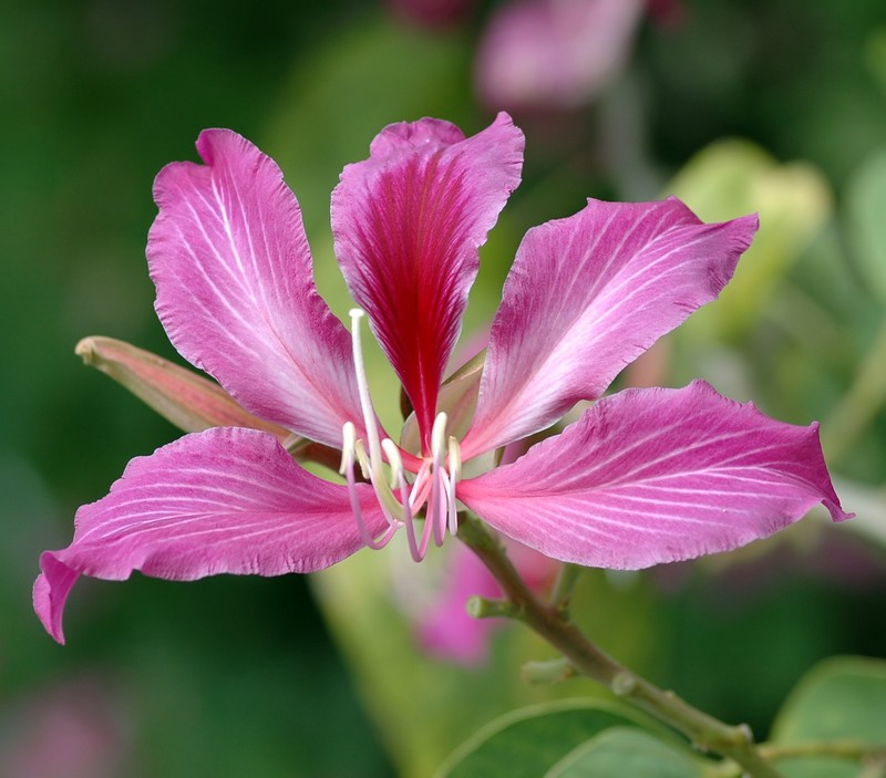 Bauhinia