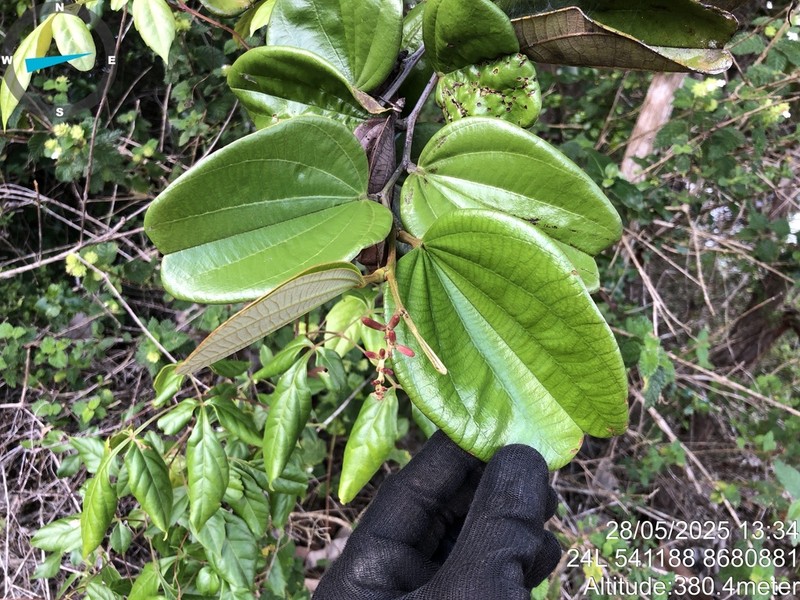 Bauhinia corifolia photo 2