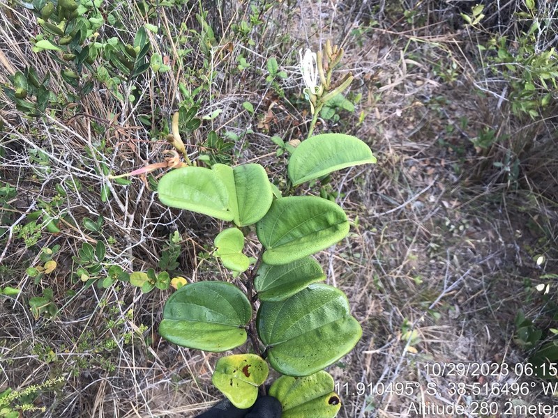 Bauhinia corifolia photo 3