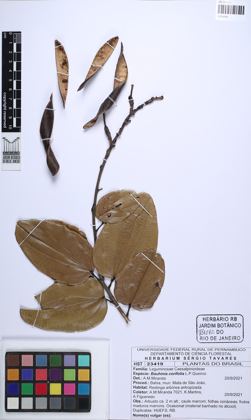 Bauhinia corifolia photo 4